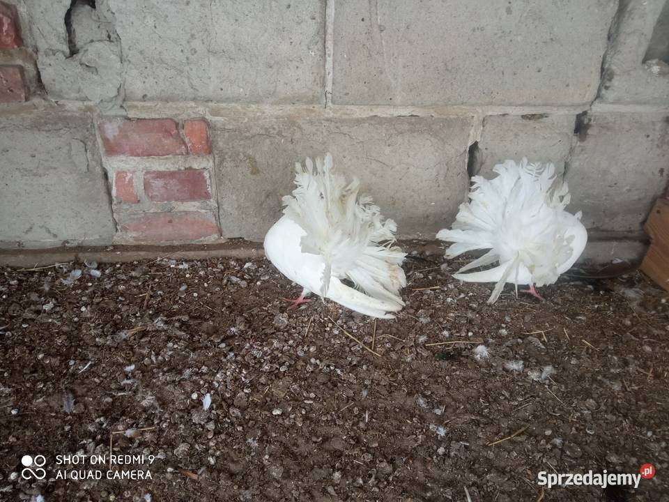Pawiki gołębie białe siwe czarne boki siwe boki Zamość