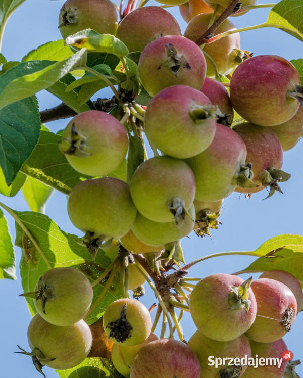 JABŁOŃ DZIKA Malus sylvestris NASIONA 400 sztuk Lubanie