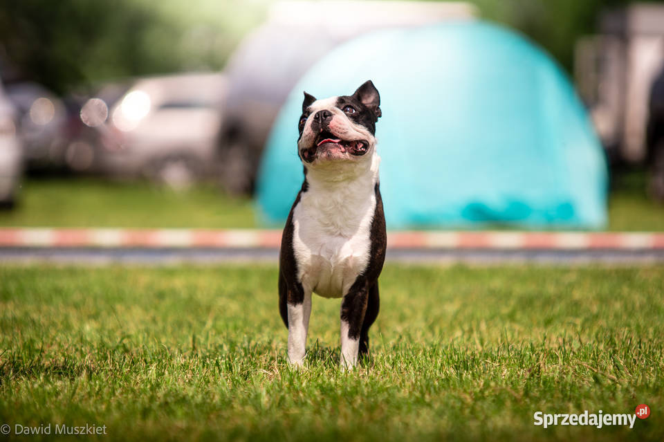 Reproduktor Boston Terrier Champion ZkwP FCI Dla zwierząt Kraków usługi dla zwierząt