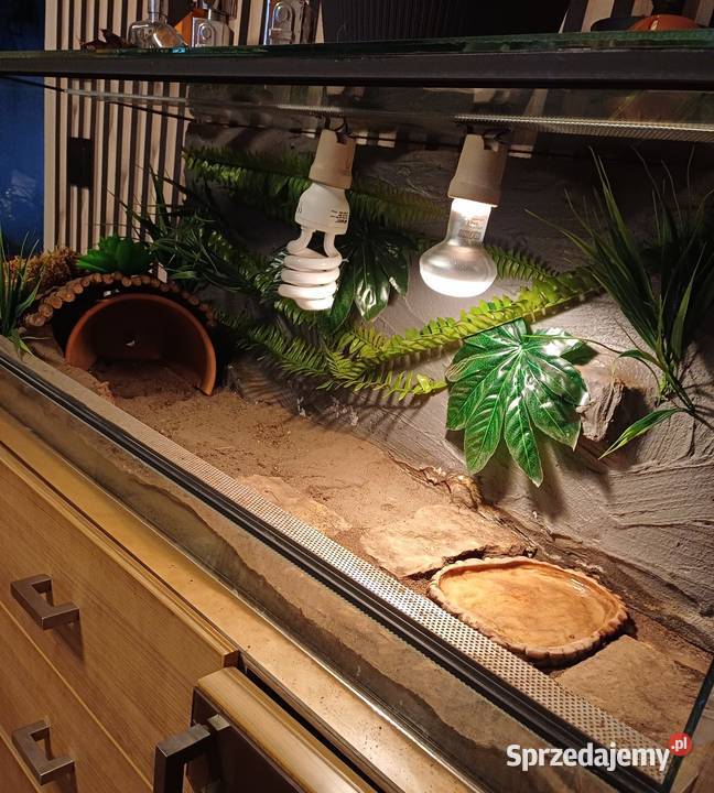 Terrarium z wyposażeniem 100x40x40 Terrarystyka Sączów