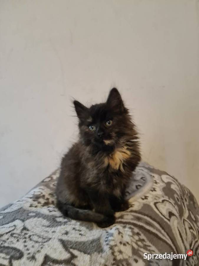 Kotki maine coon Wola Grójecka