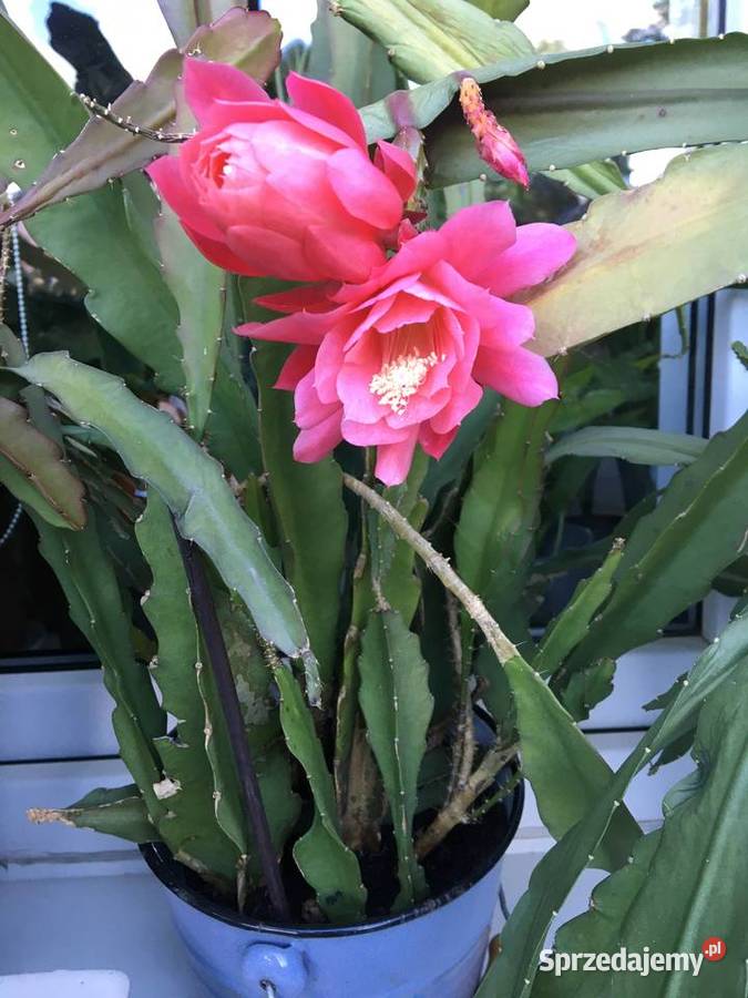 Epifilum różowe mazowieckie Warszawa