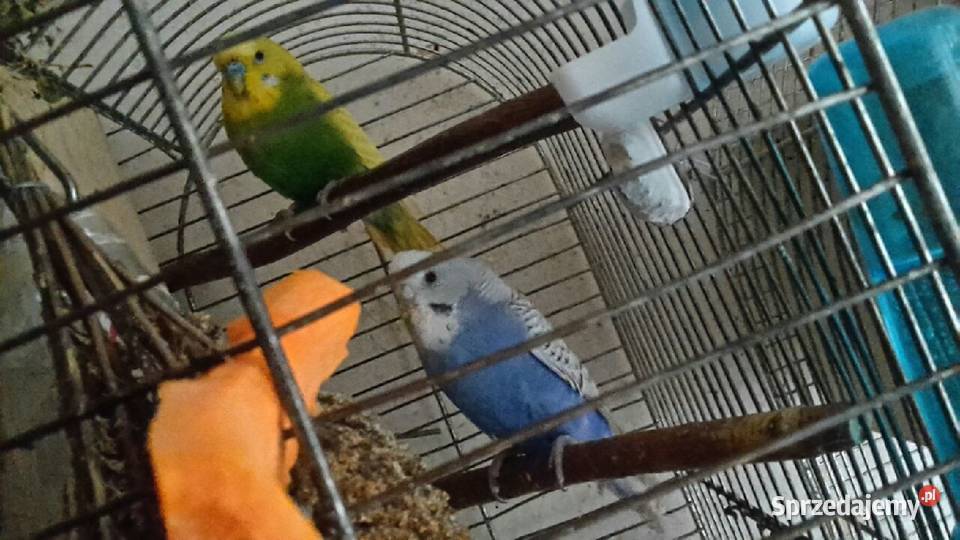 Papużki faliste dwumiesięczne tęczowe sprzedam Kraków