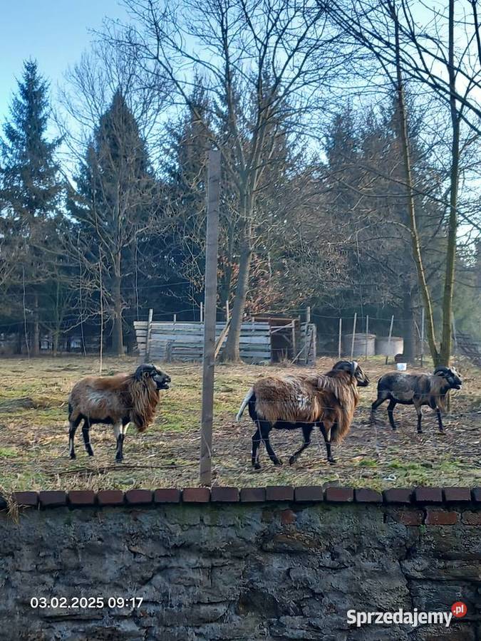 Owce barany tryki kameruńskie Paczków sprzedam