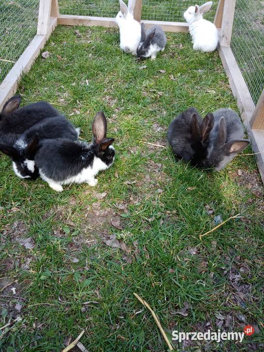 Króliki Gryzonie lubelskie Kiełczewice Maryjskie
