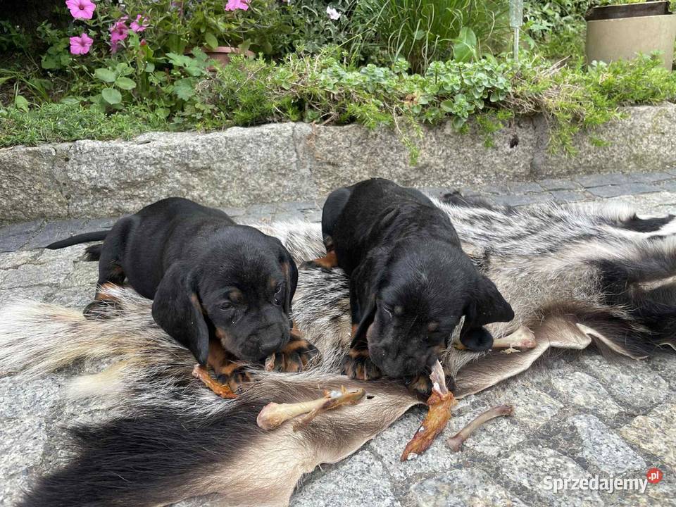 Szczeniaki Polski Gonczy