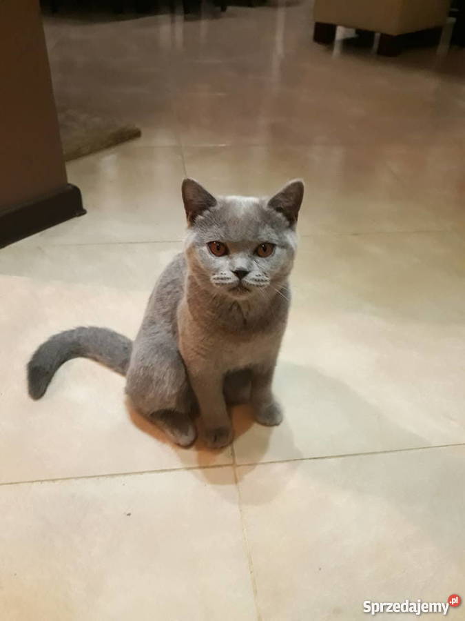 kotka brytyjska hodowlana Szczecin