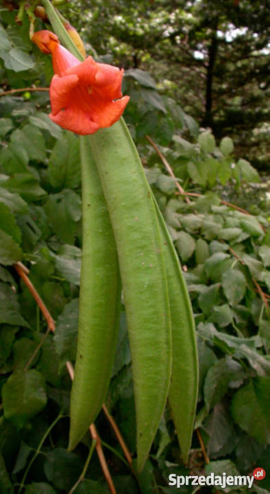 MILIN AMERYKAŃSKI sadzonki w doniczkach PROMOCJA Ustronie