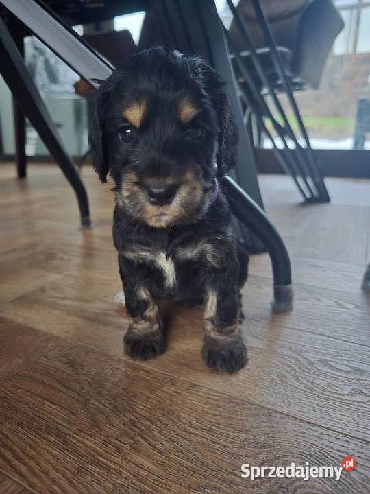 Cocker Spaniel Angielski podkarpackie Błażowa