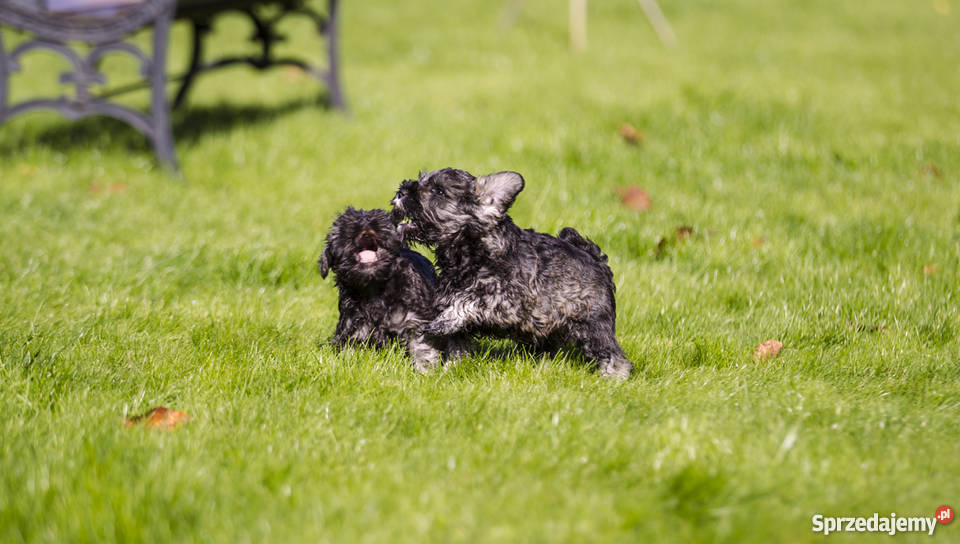 Szczeniaki Sznaucer Miniaturowy Pieprz i Sól warmińsko-mazurskie