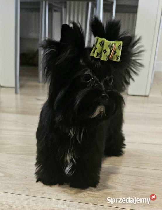 Piękna CZARNA Suczka York nie wybarwi się Wrocław