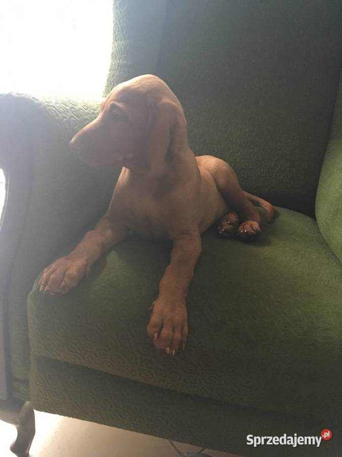 Szczeniak Wyżła Węgierskiego Pruszków