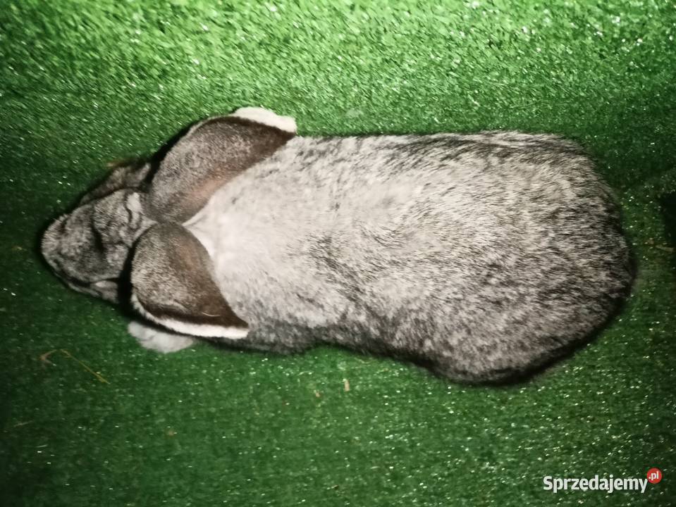 Sprzedam samce Więcbork