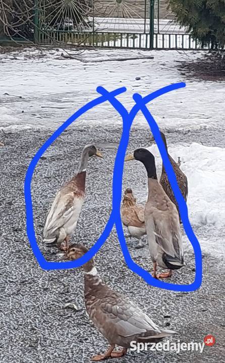 Młode kaczory biegusy