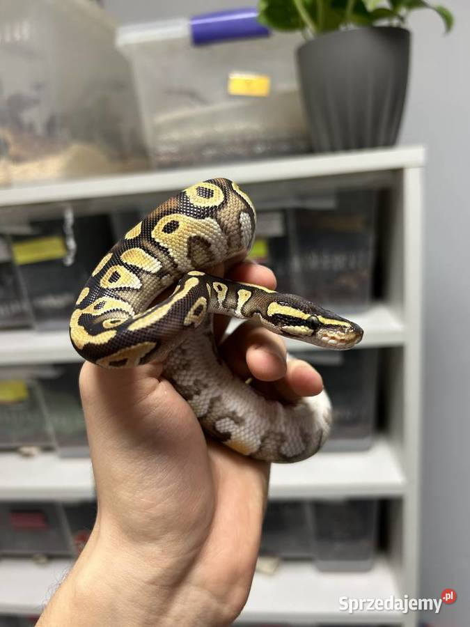 WĄŻ Pyton Królewski samica Enchi MojavePhantom Gniezno sprzedam