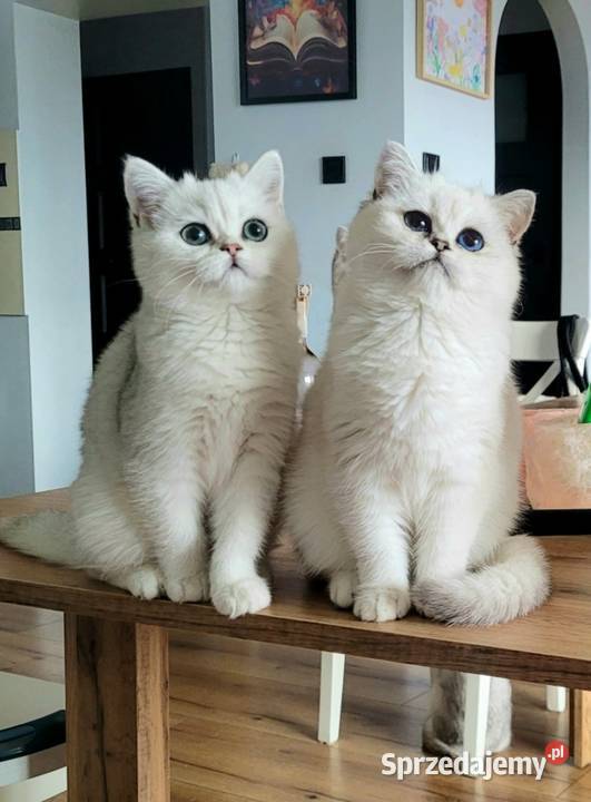 Kocięta Brytyjskie Srebrne srebrne pointy Zielona Góra