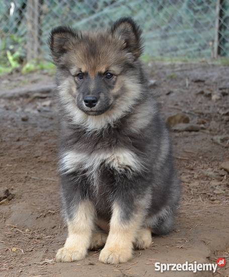 Szczenięta rasy Fiński Lapphund rodowód FCI Opole