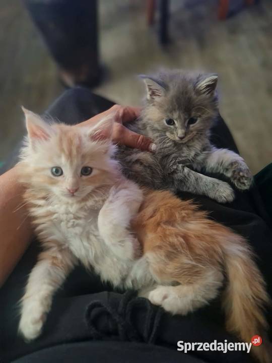 Maine Coon z rodowodem WCF MonsterlandPL Kocięta Bożków sprzedam