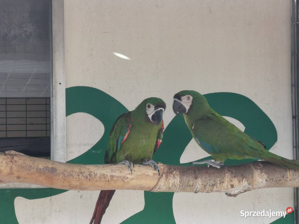 Ara Marakana Para 2023r i 2022r Dorosła do Lęgów Grodzisk Wielkopolski