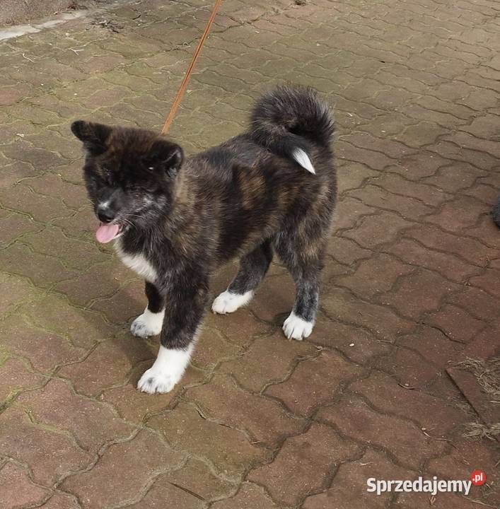 Akita inu pręgowana mazowieckie Rajszew