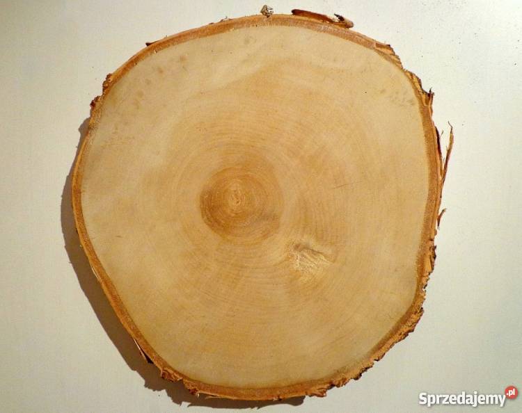 Plastry drewniane krążki brzoza 2528 szlifowane Rybnik