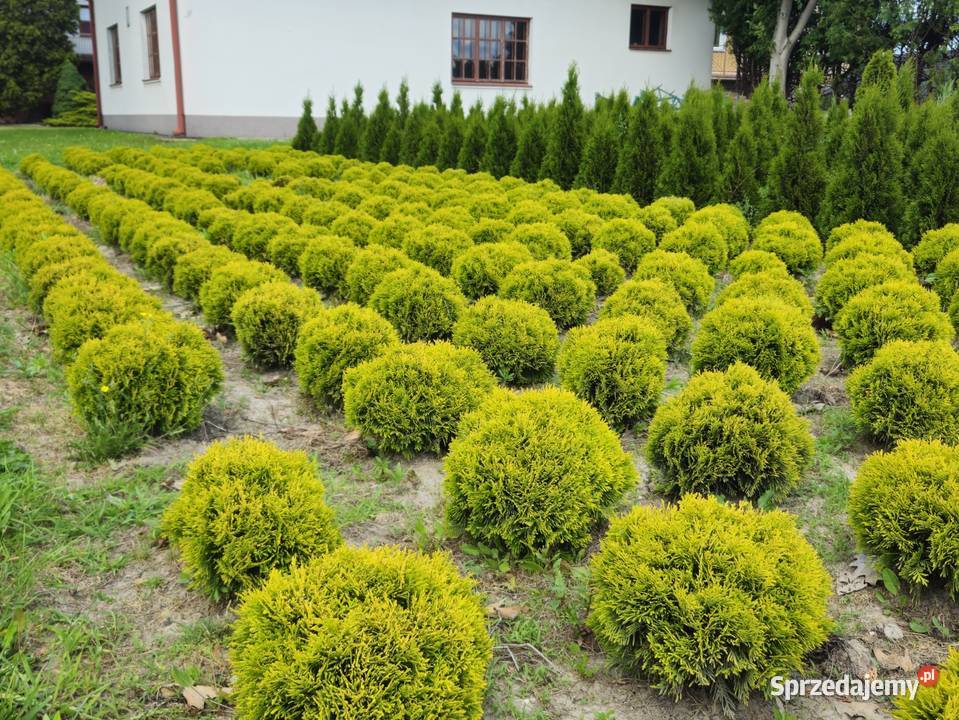 Tuja Mirjam Złota Kula Rzeszów