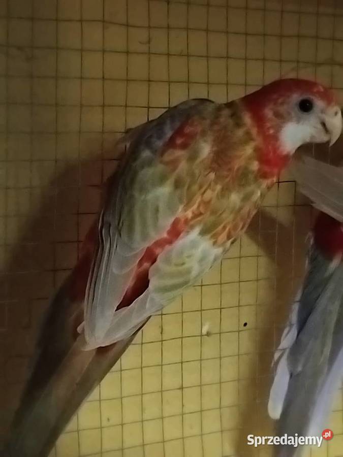 Sprzedam Papugi kolorowe Piaseczno sprzedam