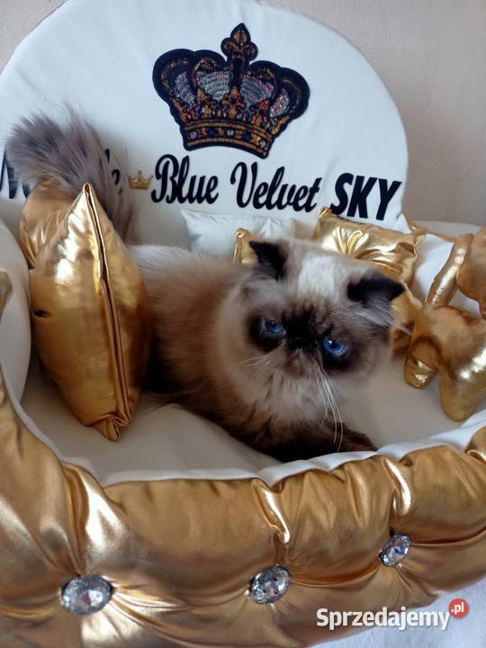 Malutki książę z niebieskimi oczami rodowód fpl Katowice