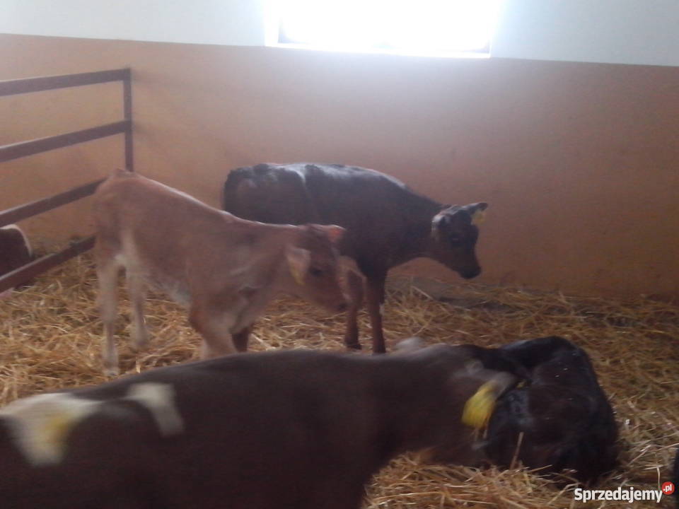 Cielaki mieszańce simental RW HO jałówki Pozostałe Dąbrowa Wielka