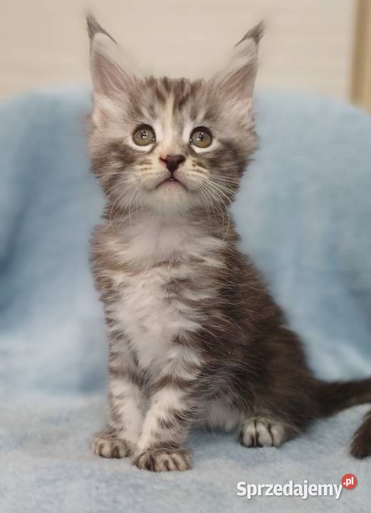 Maine Coon kotka rodowód FPL Olkusz