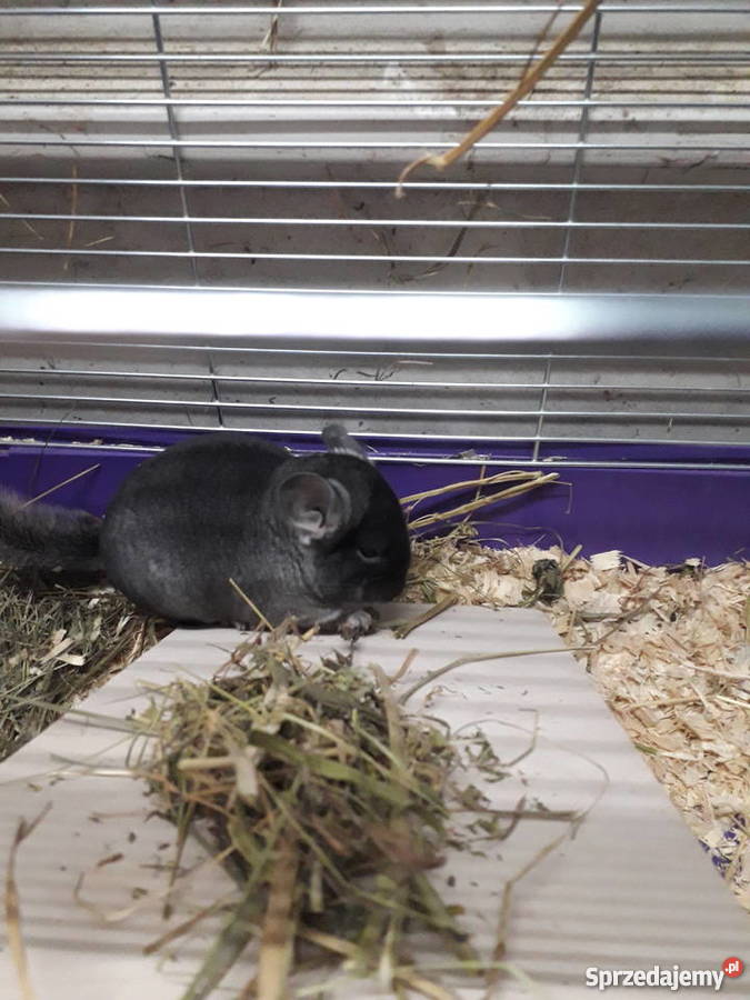 Szynszyle czarna perła z genem fioleta Dobrzyca sprzedam