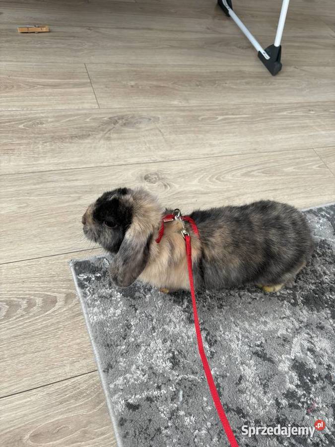 Królik mini lop Poznań sprzedam