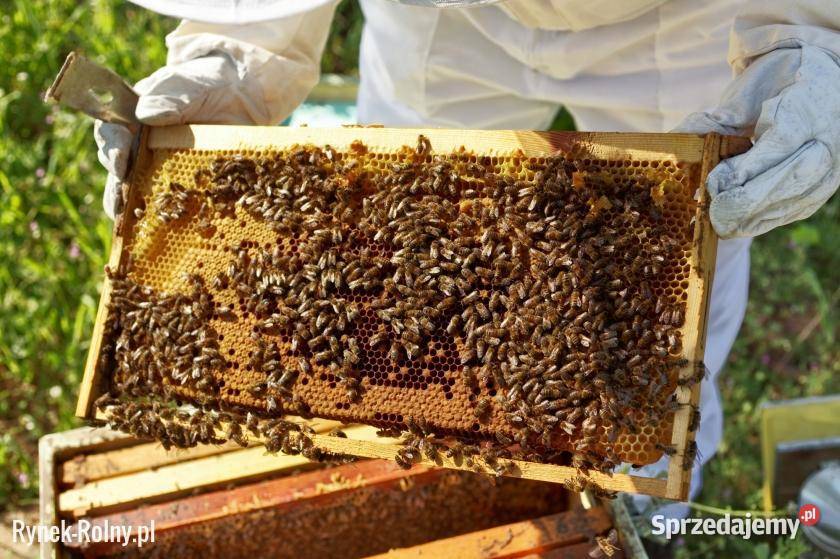 ROJE Rój Pszczół PSZCZOŁY Darmowo Usuniemy i