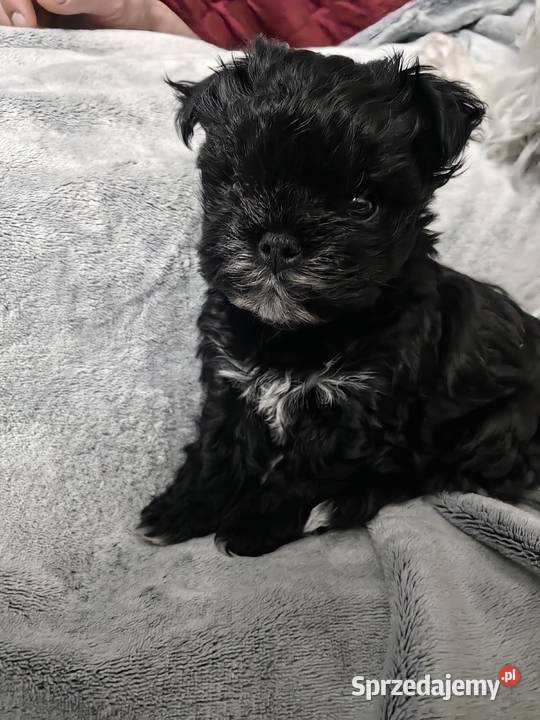York piesek black czarny malutki York Siedlce sprzedam