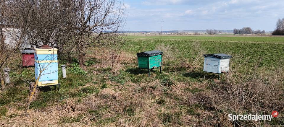 Sprzedam ule Warszawskie poszerzane Rolnictwo Wymysły