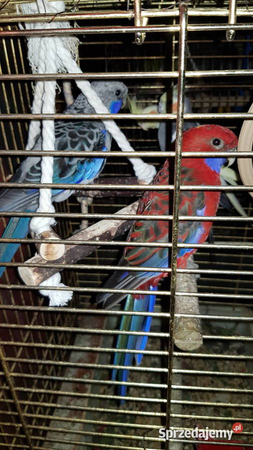 Sprzedam Rozelle Królewskie Nimfy Papugę Kozią Brudzeń Duży