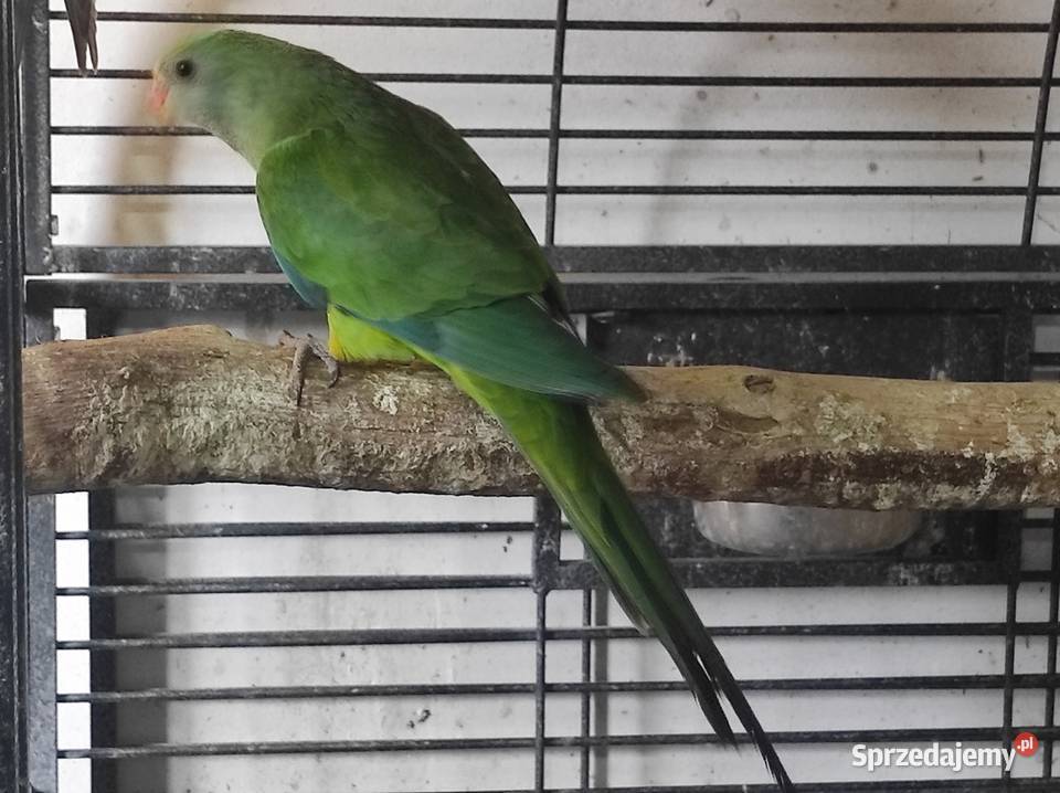 Papuga barabanda samica