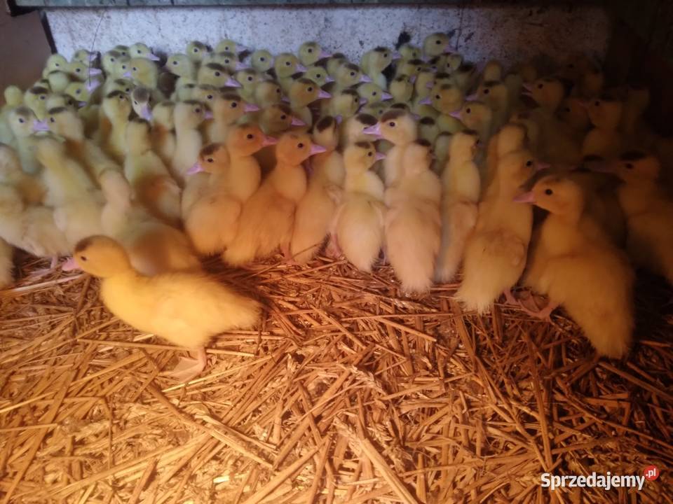Kaczki pekin dworka mukard ruańskie dolnośląskie Jelenia Góra