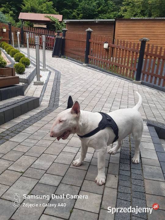 Sprzedam bulteriera Rytro