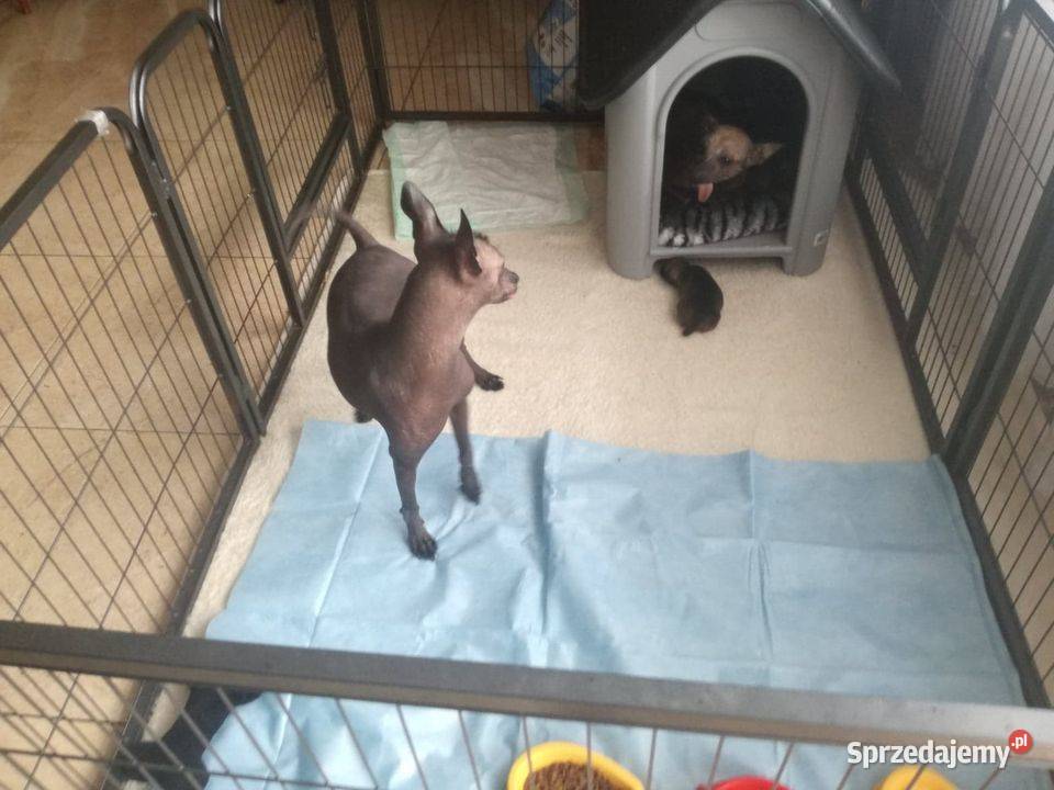 Nagi Pies Meksykański XOlO Radomsko