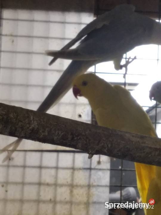 Papugi faliste akeksandretty Rybnik