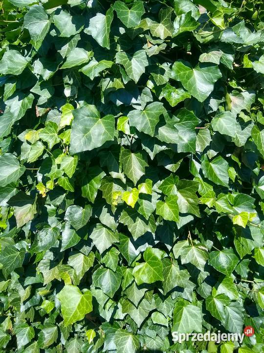 Piękny Bluszcz pospolity Krakowa Garlica Duchowna