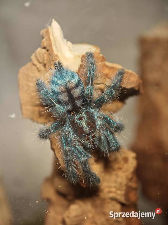 Ptaszniki Pozostałe Płońsk