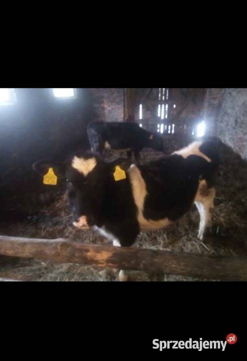 Cielaki Bydło Wilkasy sprzedam