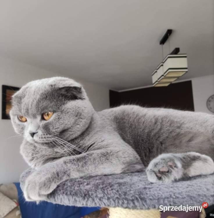 Kot brytyjski szkocki zwisłouchy śląskie