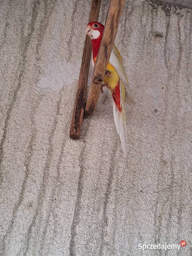 Samczyk rozelli białolicej z 2025 lutino sprzedam