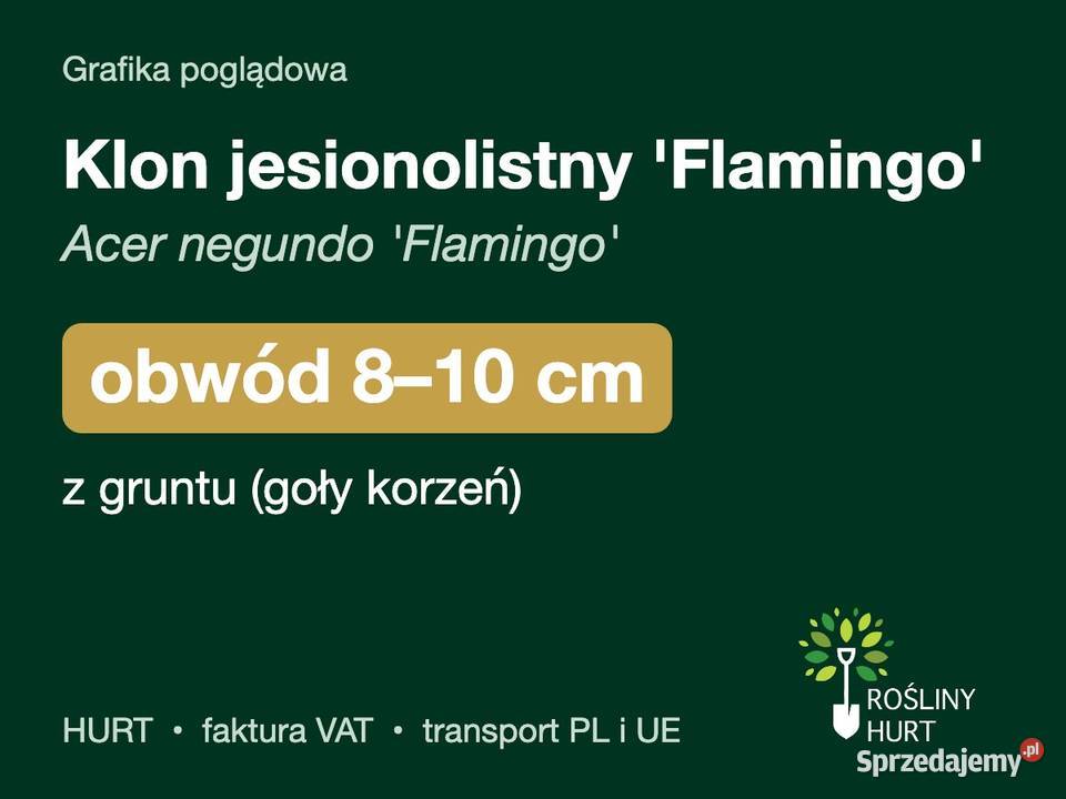 Klon jesionolistny Flamingo obwód 810 z gruntu wielkopolskie