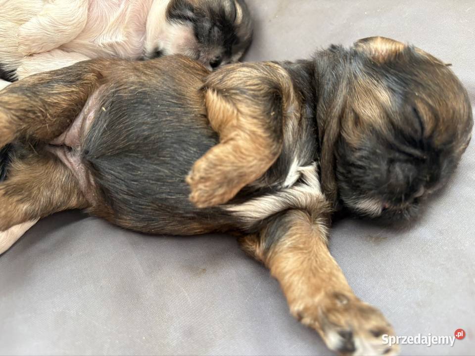 Suczka shih tzu Shih Tzu