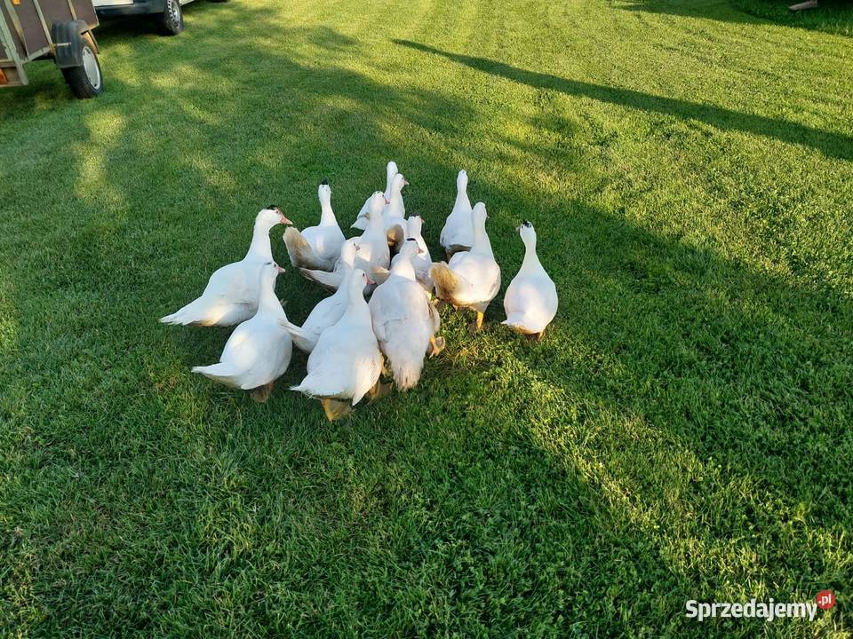 Sprzedam kacze tuszki Giełda zwierząt dolnośląskie Pławna Dolna
