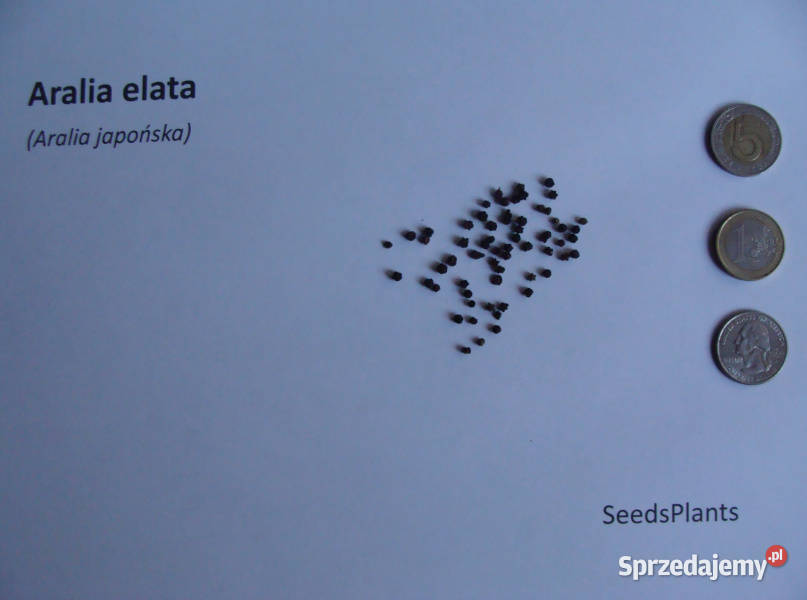 ARALIA JAPOŃSKA Aralia elata NASIONA 1000 sztuk Lubanie sprzedam